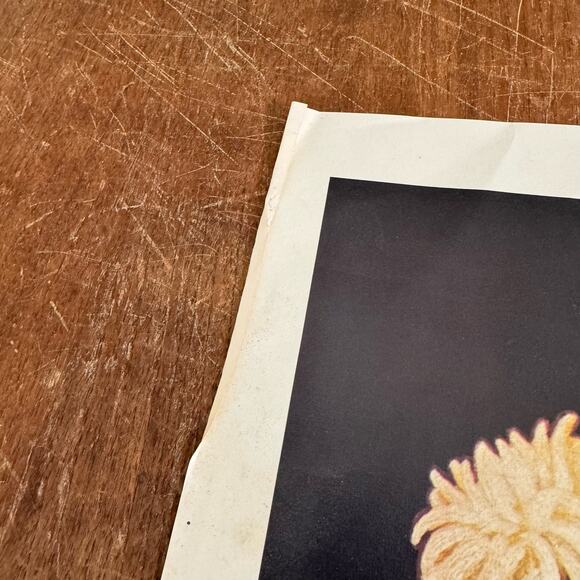 Chrysanthemum Pink Pastel Floral PRINT  Robert O. Lindneux Pre-1970 22 x 17.5" - Picture 2 of 8